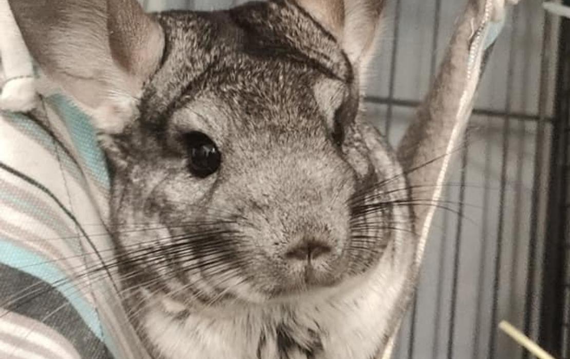 Chinchilla