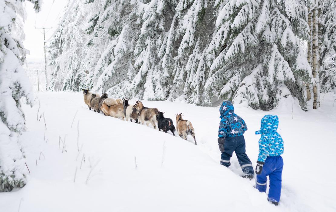 Vuohet lenkill&auml;