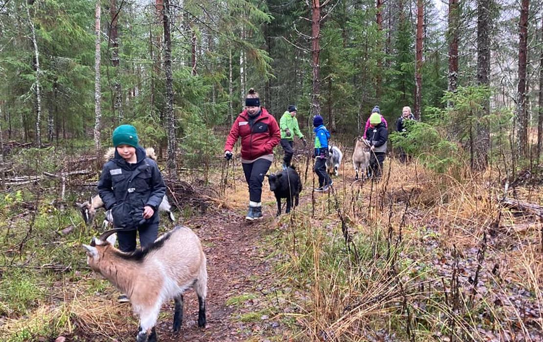 Vuohet mets&auml;lenkill&auml;